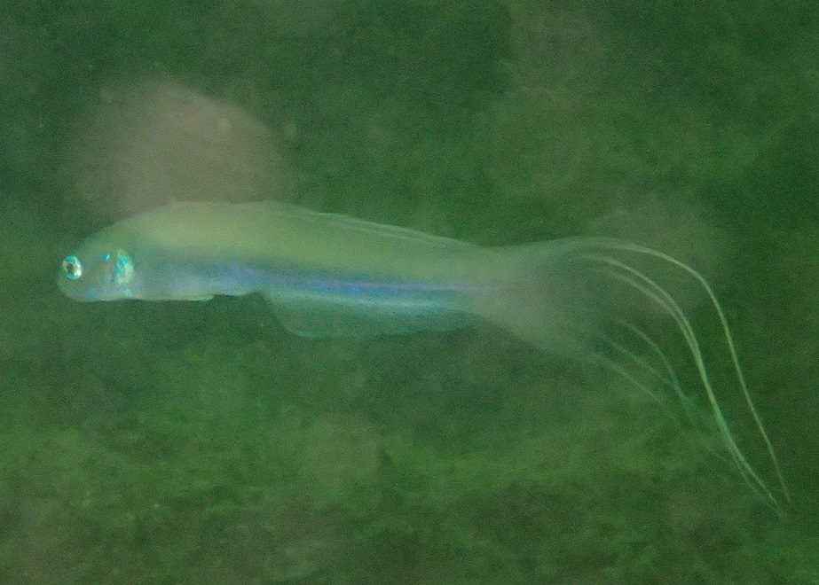 ハナハゼ【No.2320】　Ptereleotris hanae