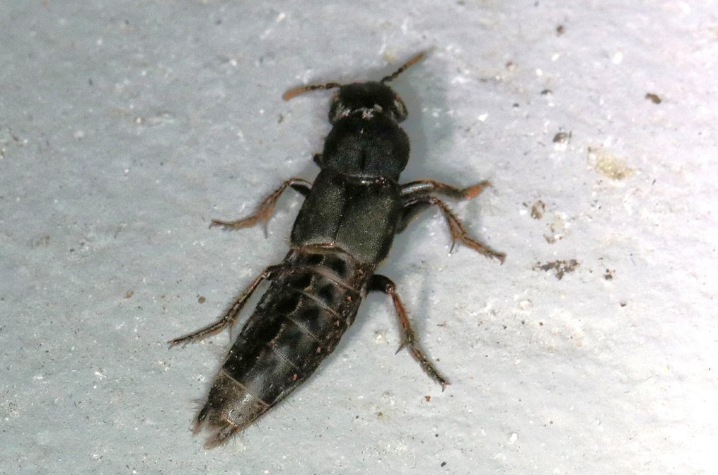 ツヤムネハネカクシの一種【No.1932】　Quediina sp.