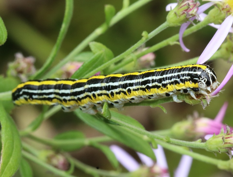 キクセダカモクメ【No.1982】　Cucullia kurilullia