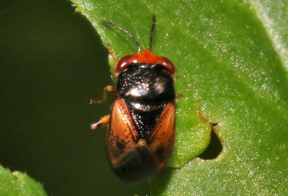オオメナガカメムシ【No.1983】　Geocoris varius