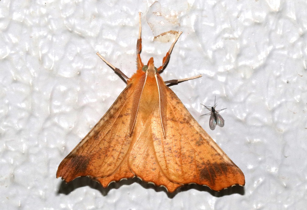 キリバエダシャク【No.1990】　Ennomos nephotropa