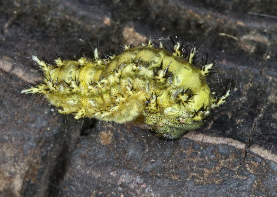 ヒメクロイラガ【No.1999】　Scopelodes contracta