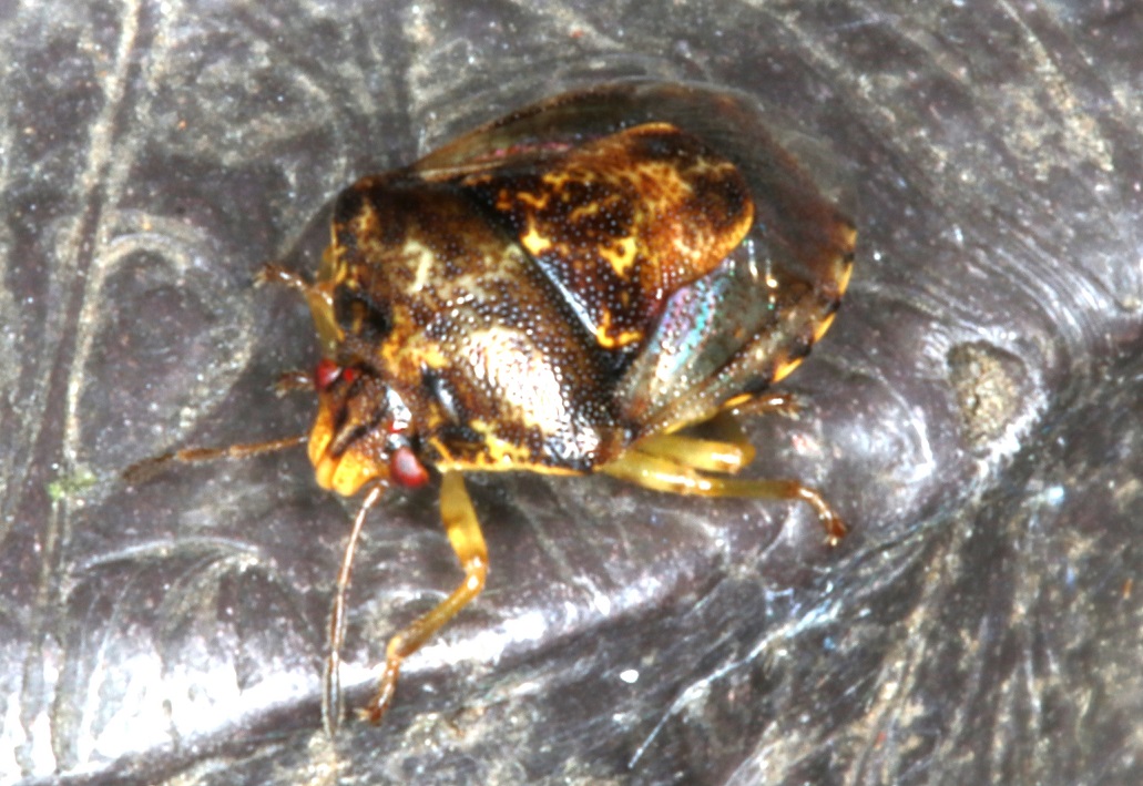 ミヤマカメムシ【No.2003】　Hermolaus amurensis