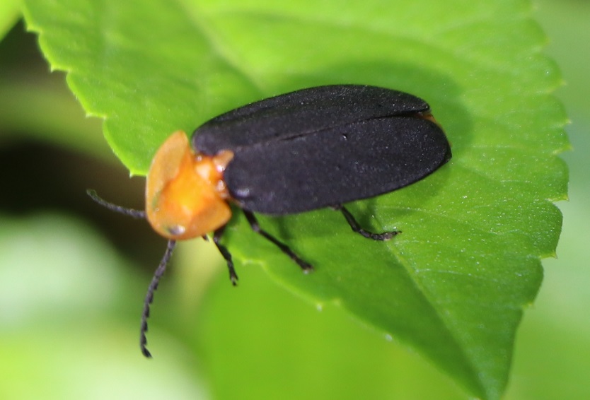 ミヤコマドボタル【No.2009】　Pyrocoelia miyako