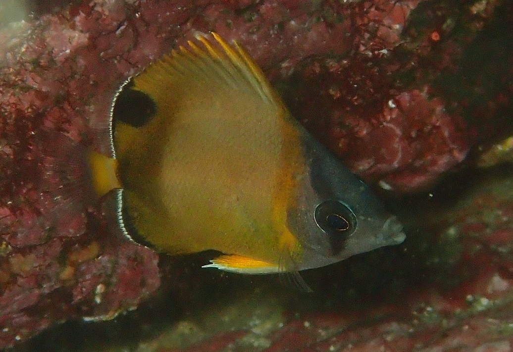 シラコダイ【No.2322】　Chaetodon nippon