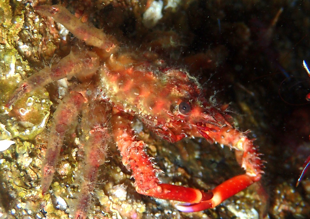ノコギリガニ【No.2324】　Schizophrys aspera