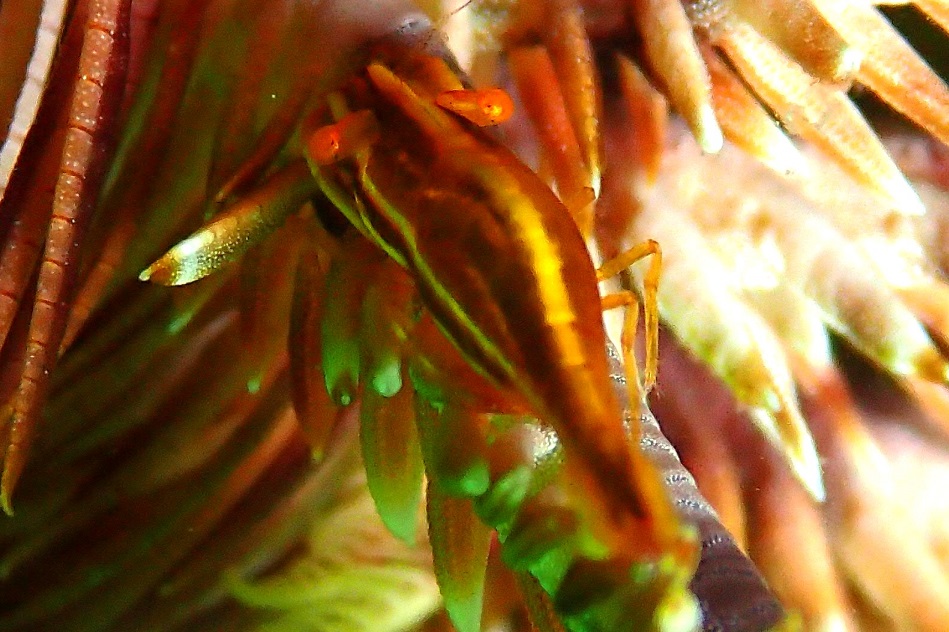 ウミシダカクレエビ【No.2325】　Palaemonella pottsi