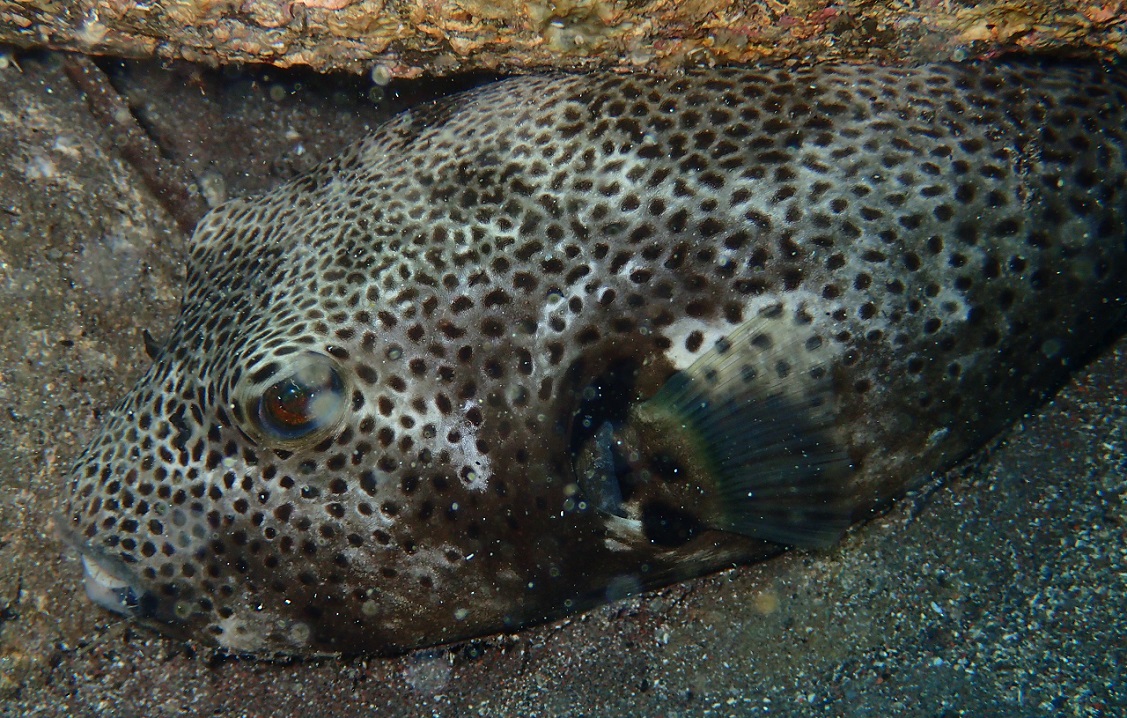 モヨウフグ【No.2335】　Arothron stellatus