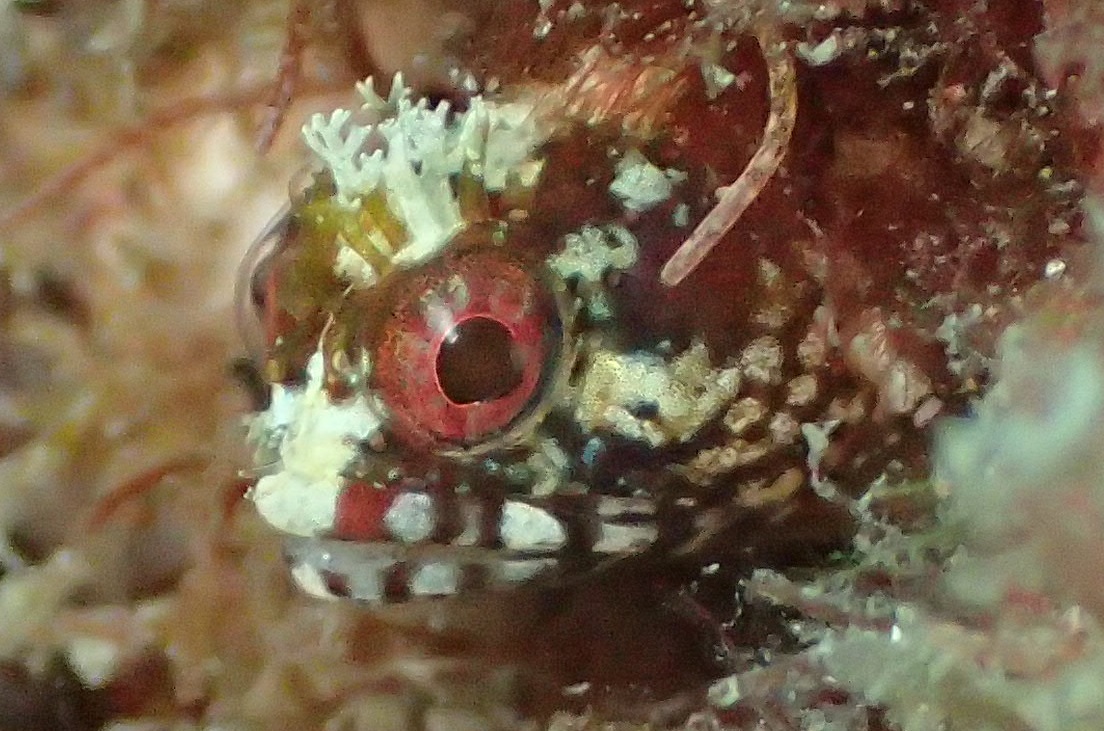 トウシマコケギンポ【No.2337】　Neoclinus toshimaensis