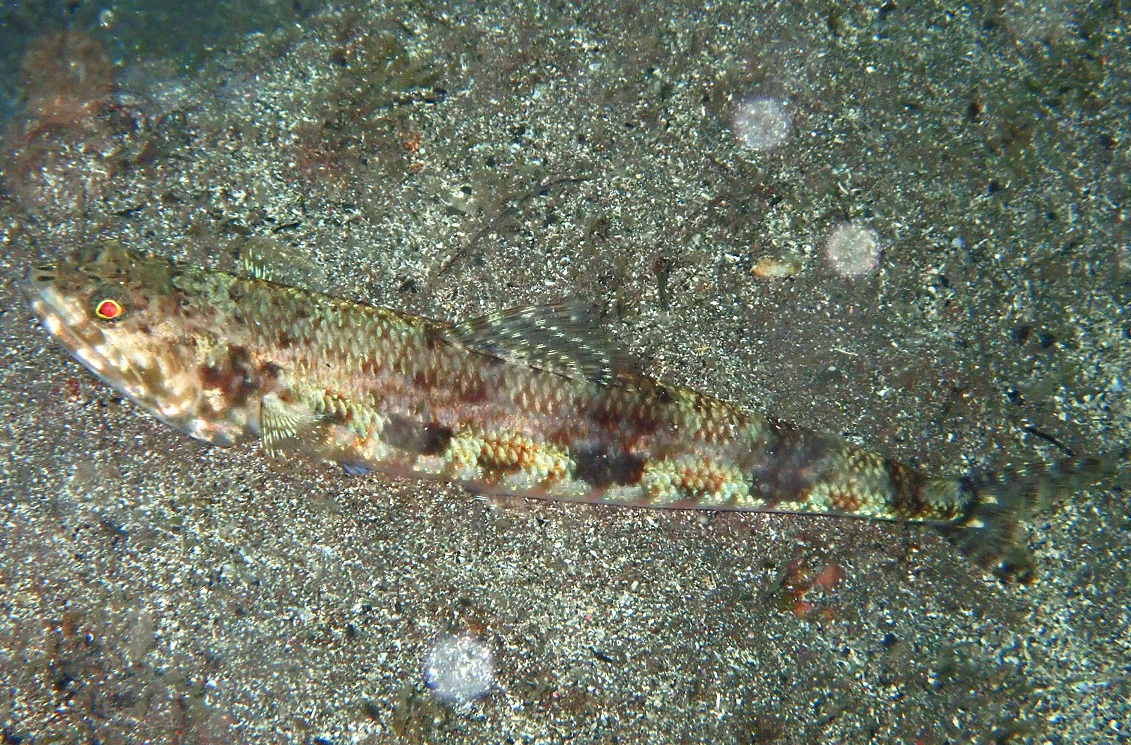 アカエソ【No.2338】　Synodus ulae