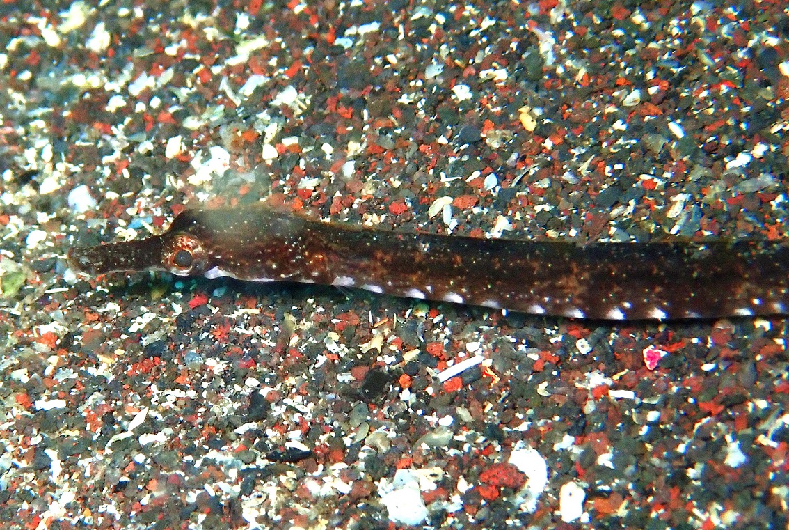 ヒフキヨウジ【No.2355】　Trachyrhamphus serratus