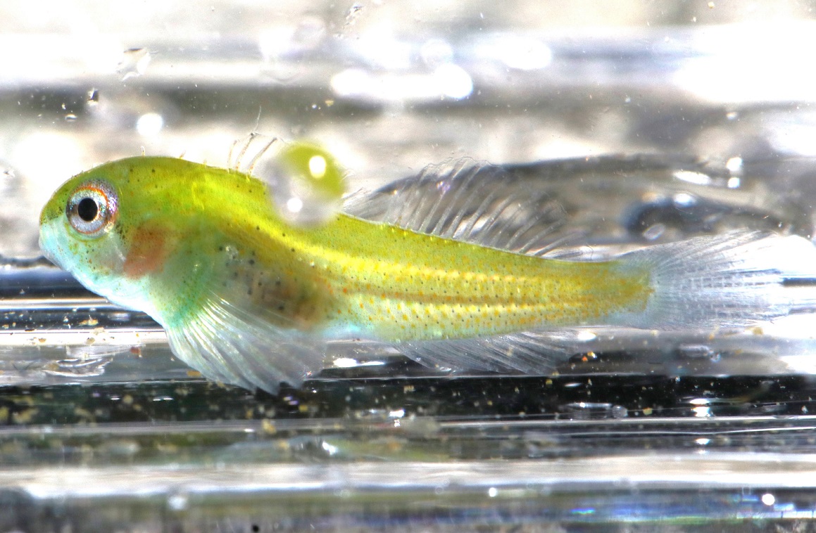 イダテンカジカ【No.2370】　Ocynectes maschalis