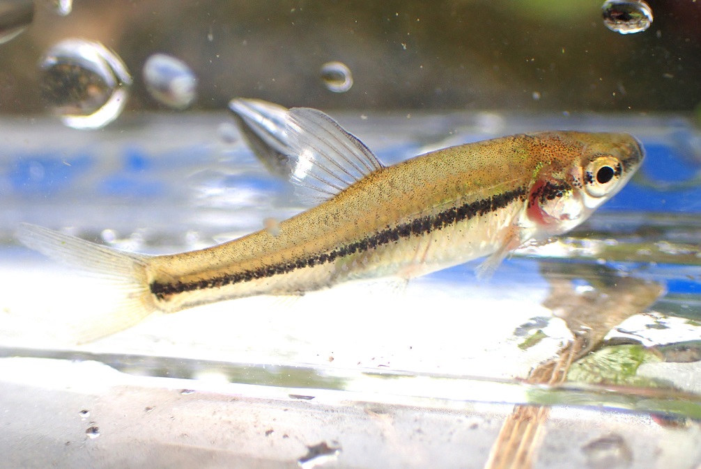 モツゴ【No.2431】　Ocynectes maschalis