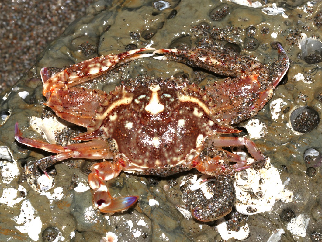 イボガザミ【No.2527】　Portunus (Monomia) gladiator