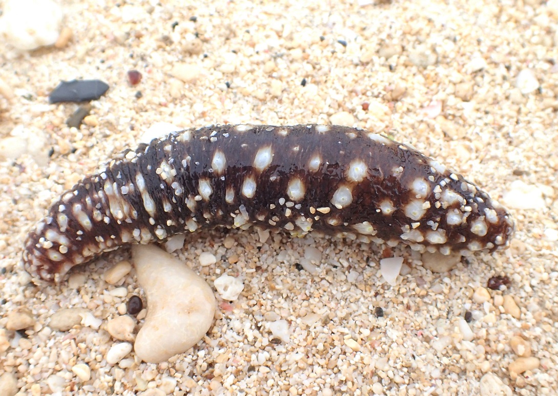 リュウキュウフジナマコ【No.2549】　Holothuria hilla