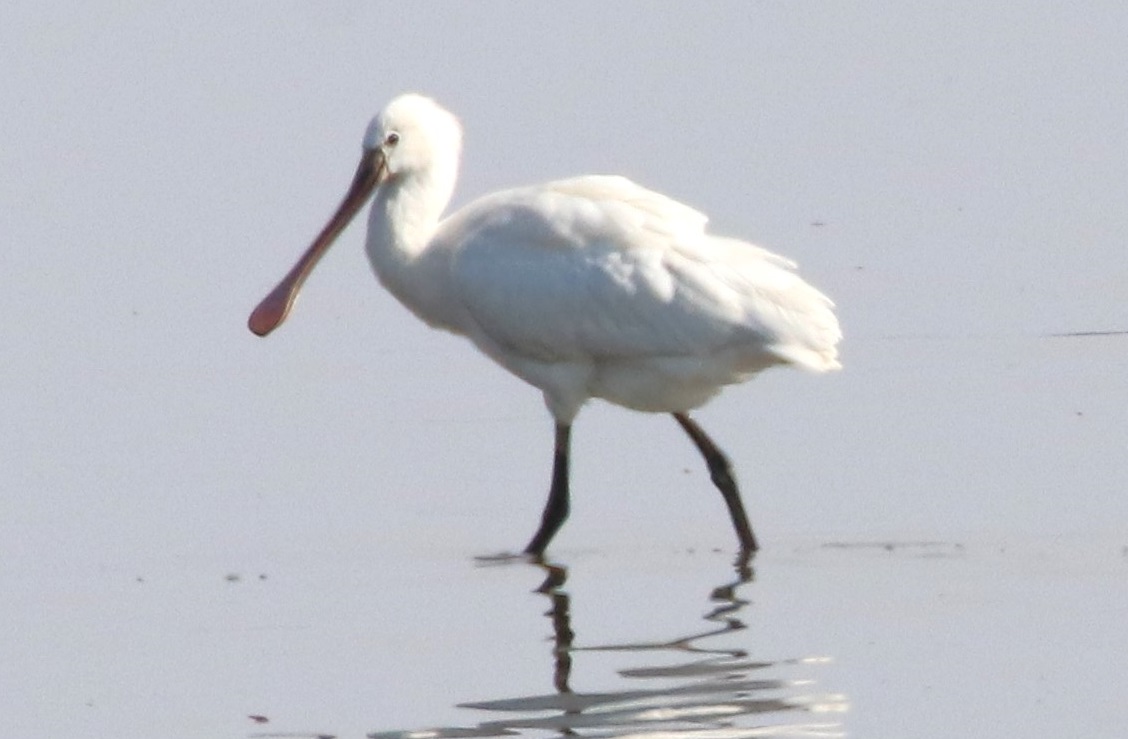 ヘラサギ【No.2584】　Platalea leucorodia