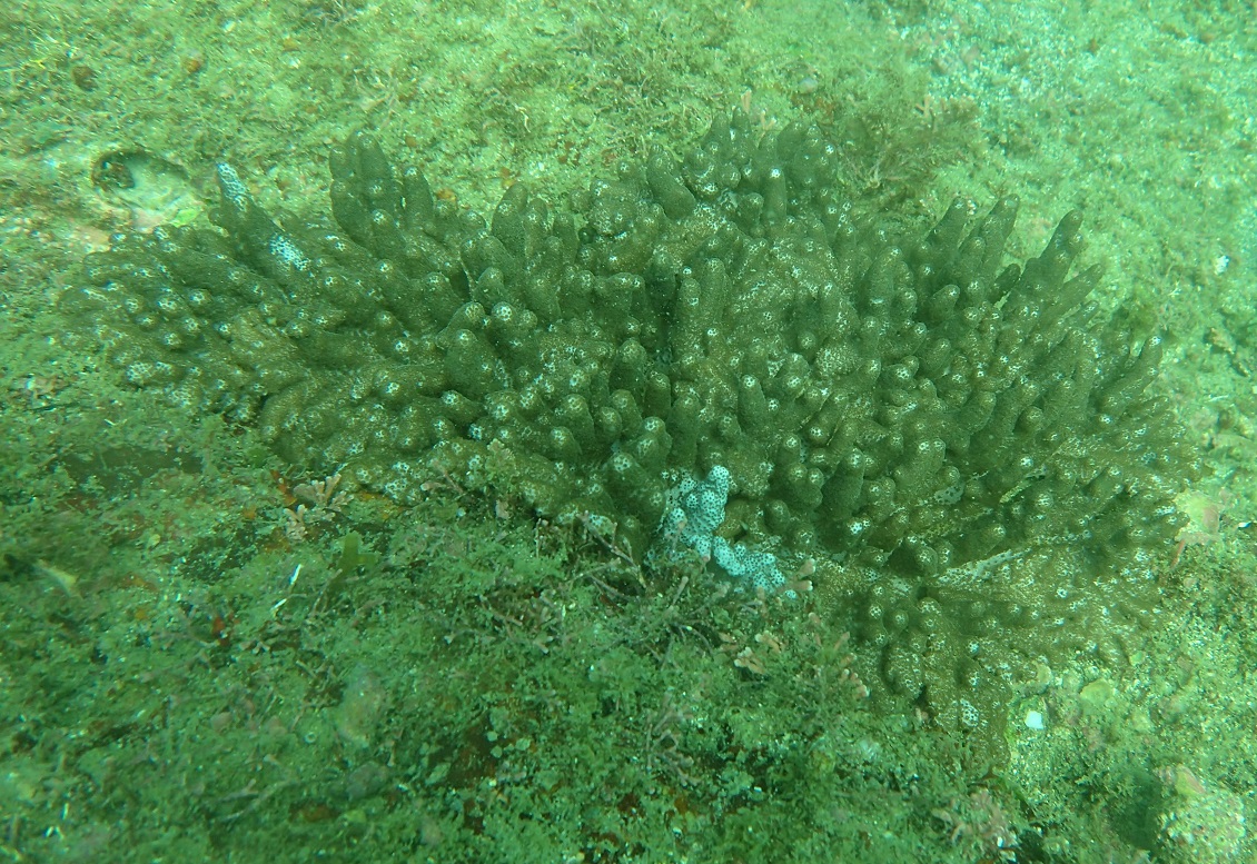 ユビノウトサカ【No.2784】