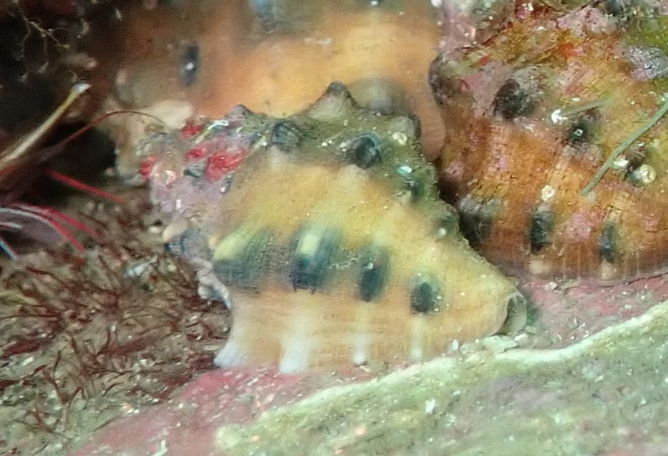 テツレイシ【No.2343】