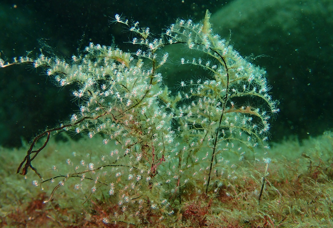 ハネウミヒドラ【No.2344】