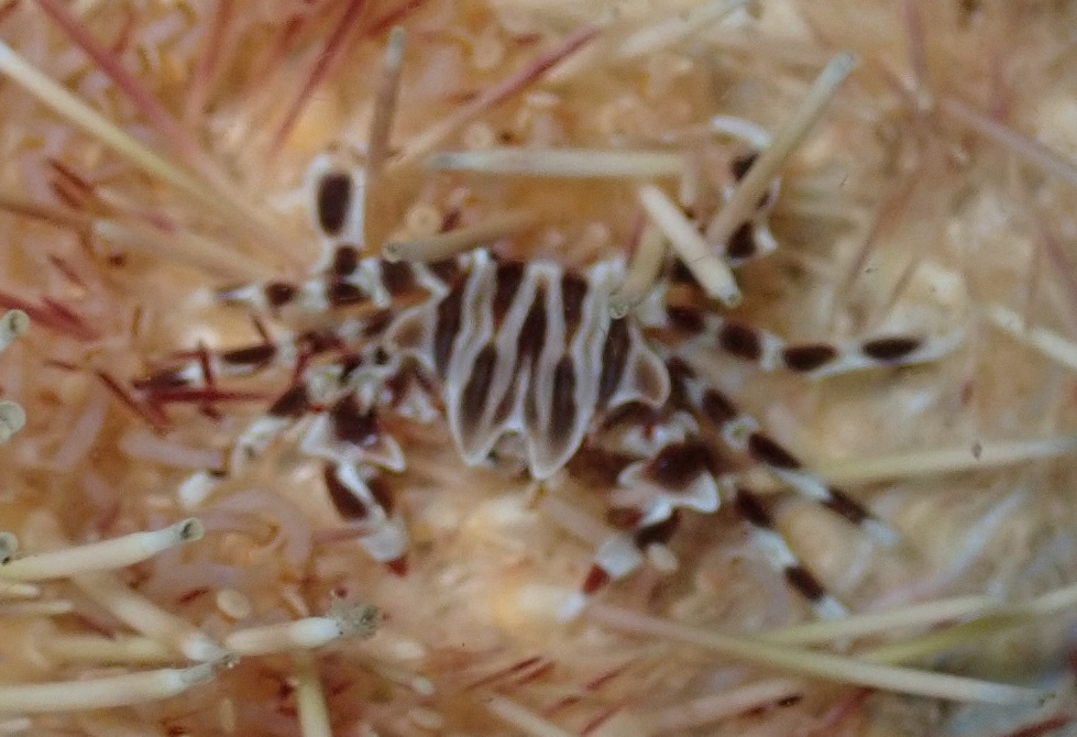 ゼブラガニ【No.2346】