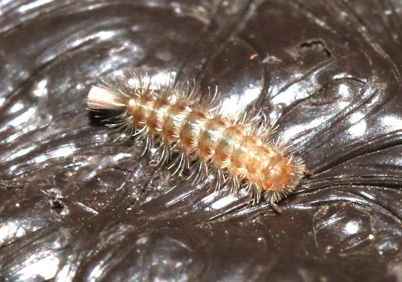 ウスアカフサヤスデ【No.2349】