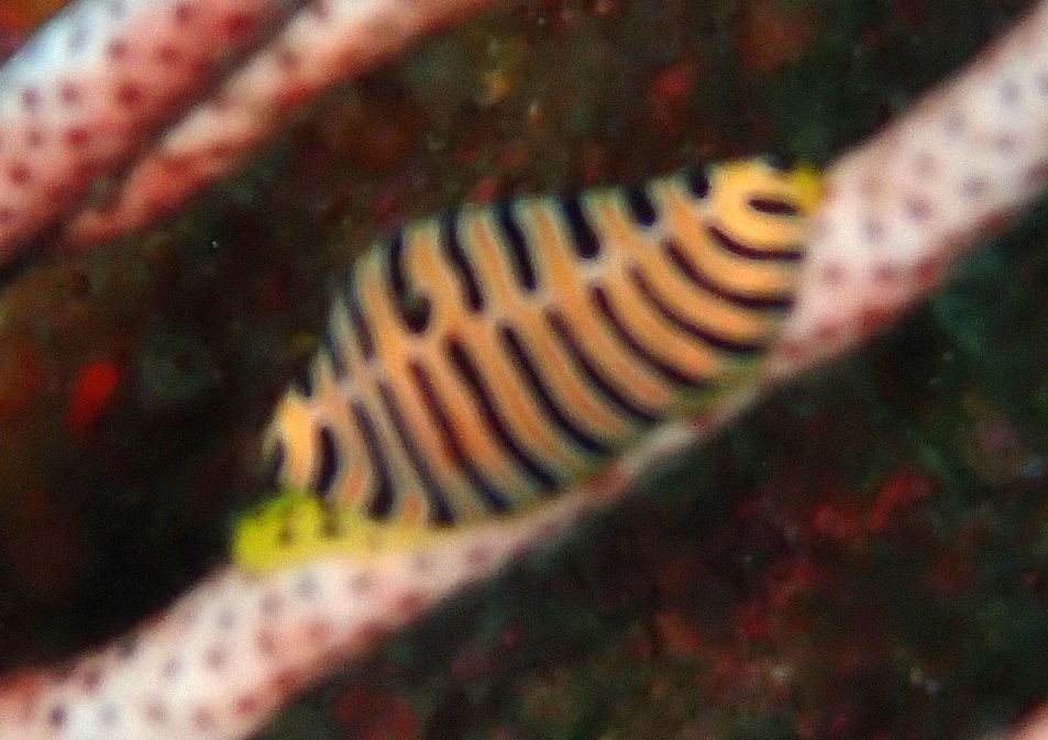 トラフケボリタカラガイ【No.2354】