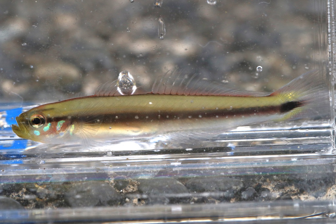 サツキハゼ【No.2373】