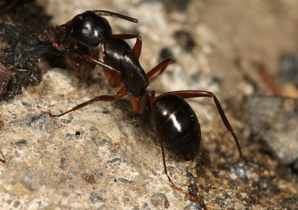 ミカドオオアリ【No.2024】