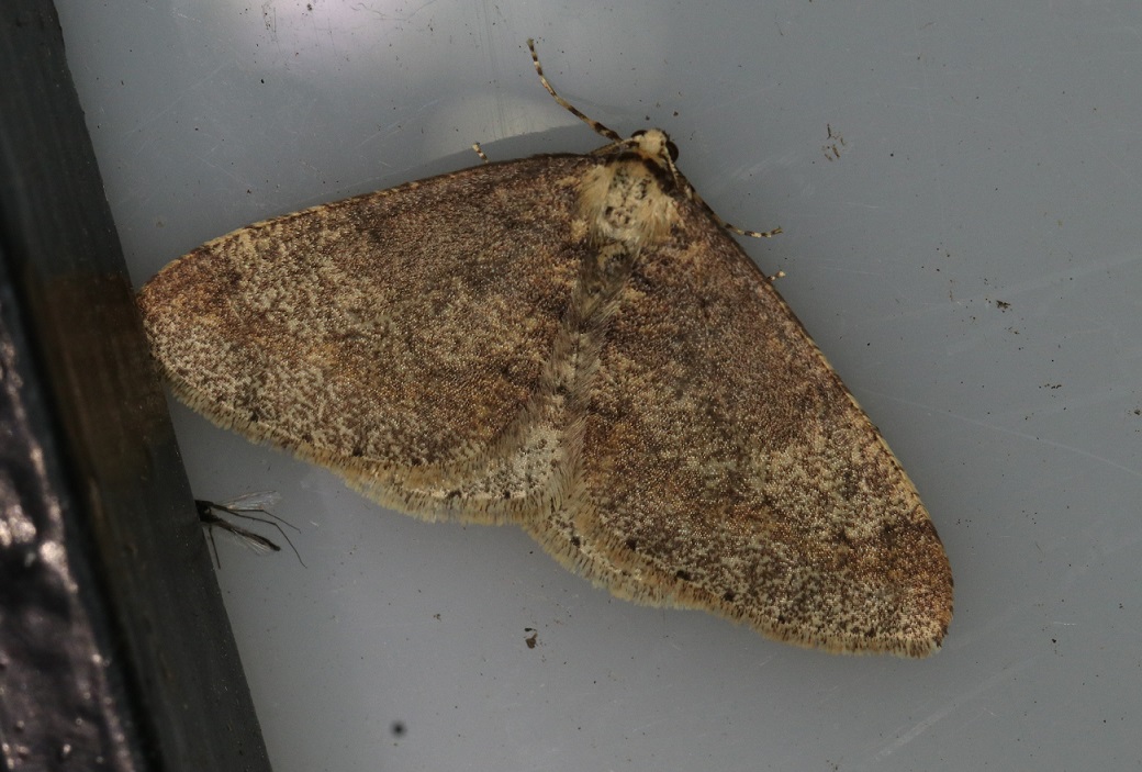 チャオビフユエダシャク【No.2034】