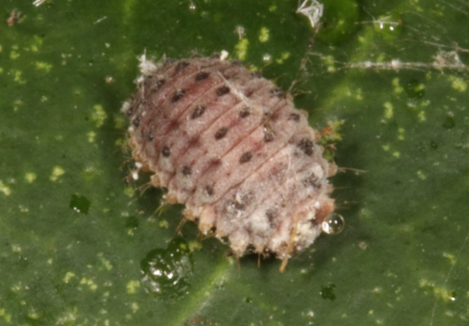 ベダリアテントウ【No.2366】