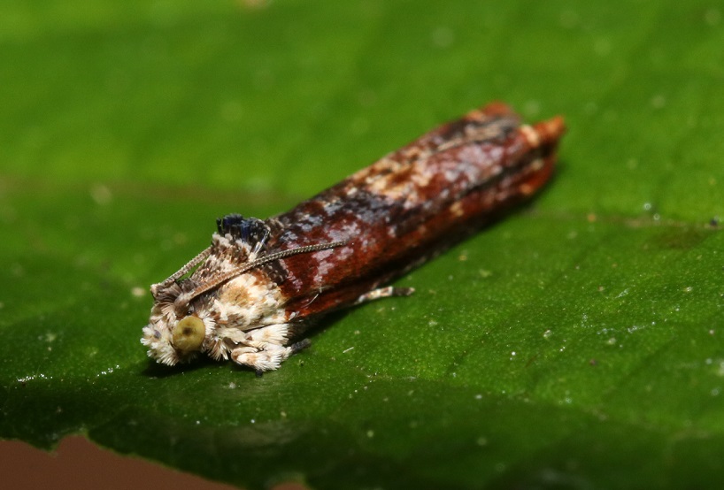 カタシロムラサキヒメハマキ【No.2350】