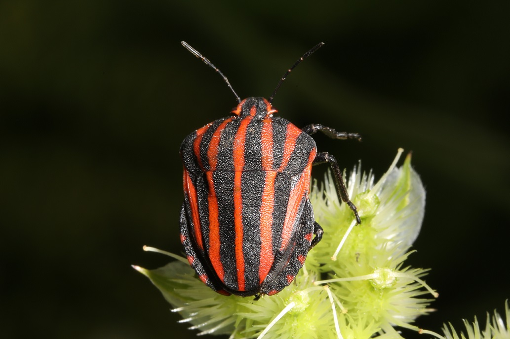 アカスジカメムシ【No.2161】