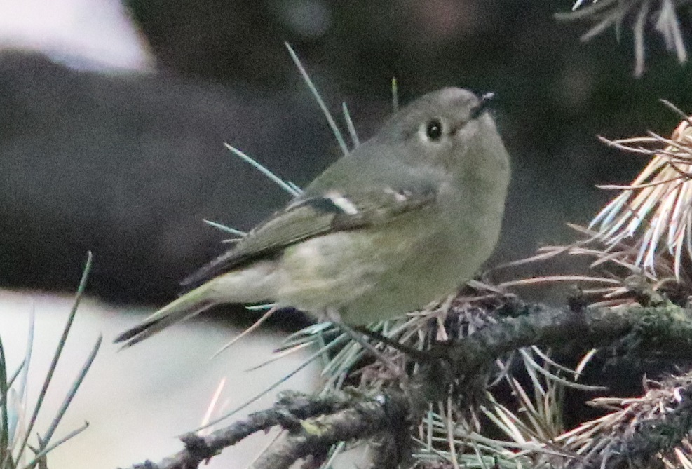 ルビーキクイタダキ【No.3323】