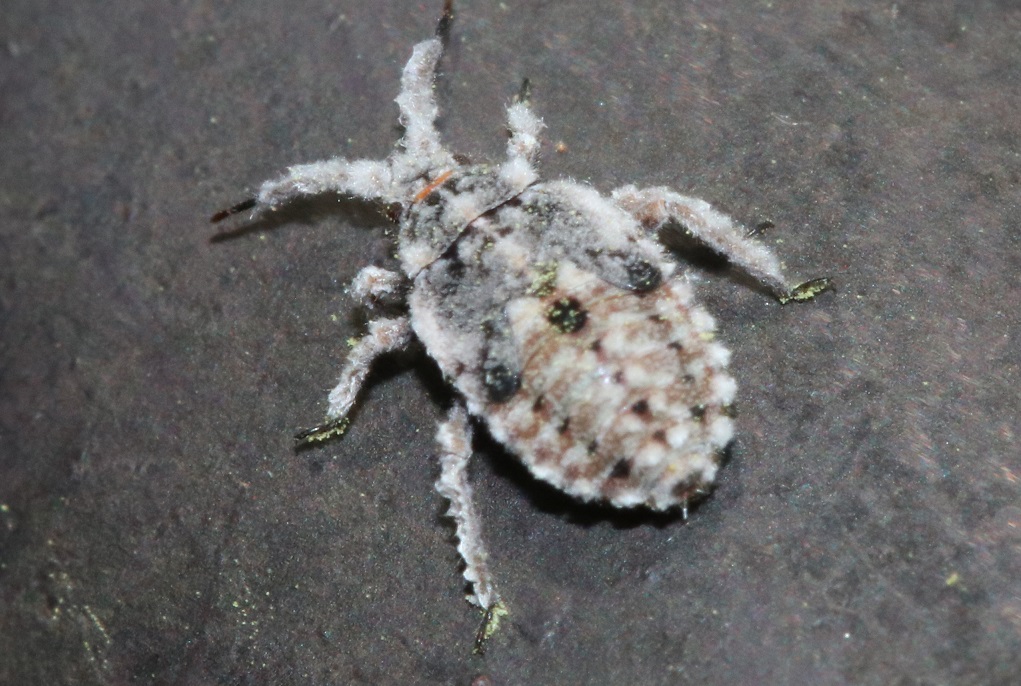 カイガラツヤカスミカメ【No.2043】