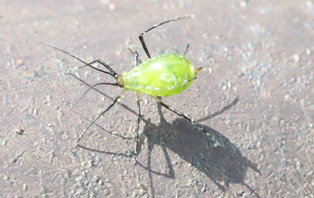 ニワトコヒゲナガアブラムシ【No.2044】