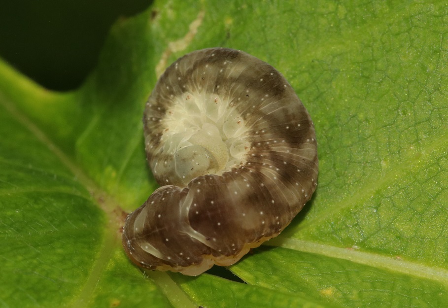 オオツマグロハバチ【No.2049】