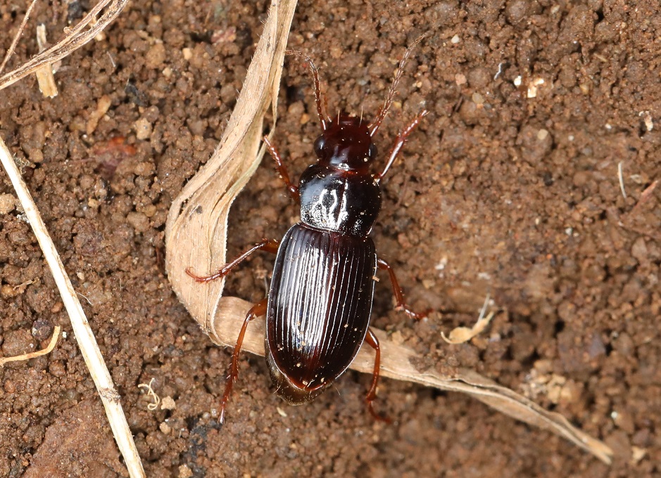 タカオヒメナガゴミムシ【No.2056】