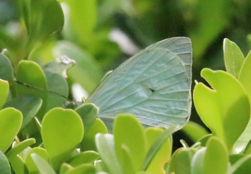 クロスジウラギンシロチョウ【No.1790】