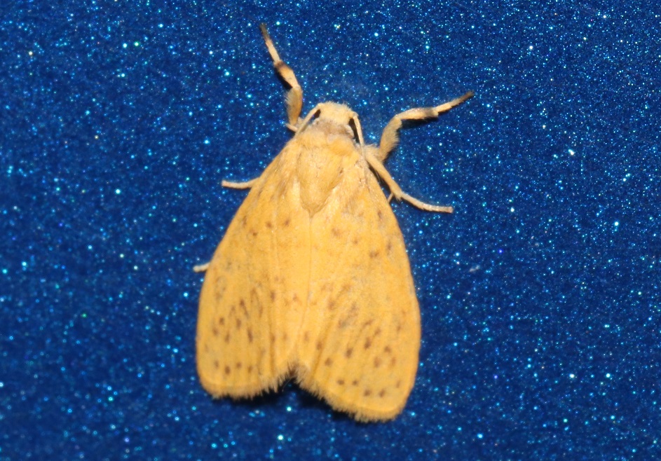 ヤクシマキコケガ【No.2241】