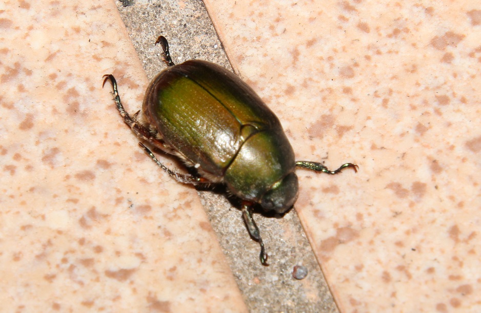 リュウキュウドウガネ【No.2242】