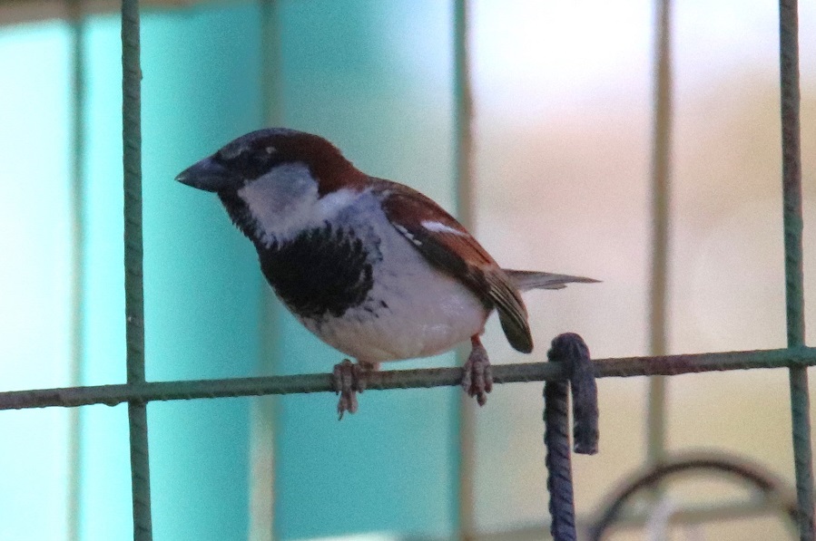 イエスズメ【No.3327】