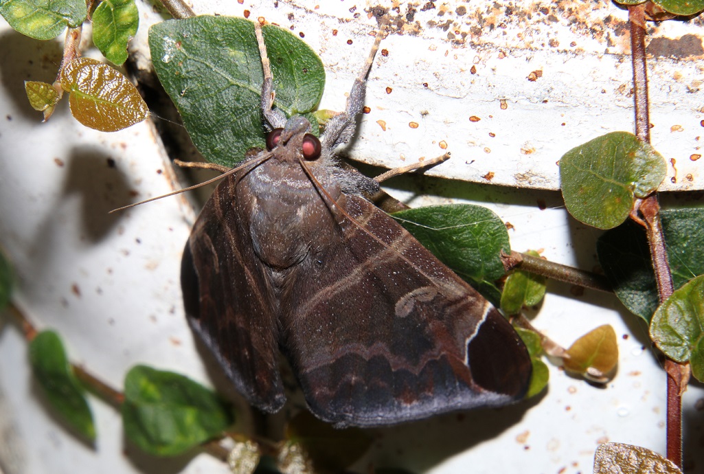 ツマムラサキクチバ【No.2199】