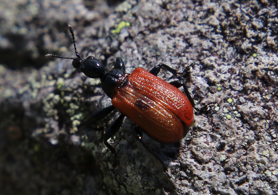 ナミオトシブミ【No.2326】