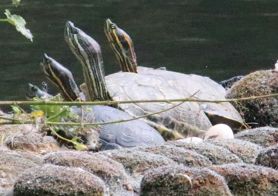 チュウベイクジャクガメ【No.3330】