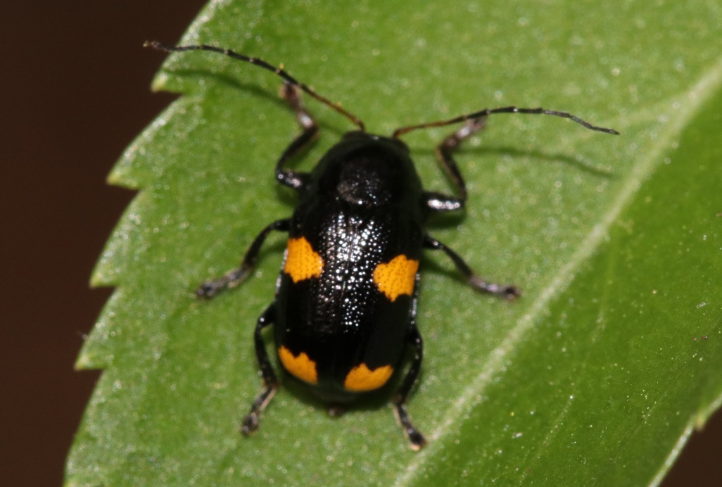 ヨツモンクロツツハムシ【No.2586】