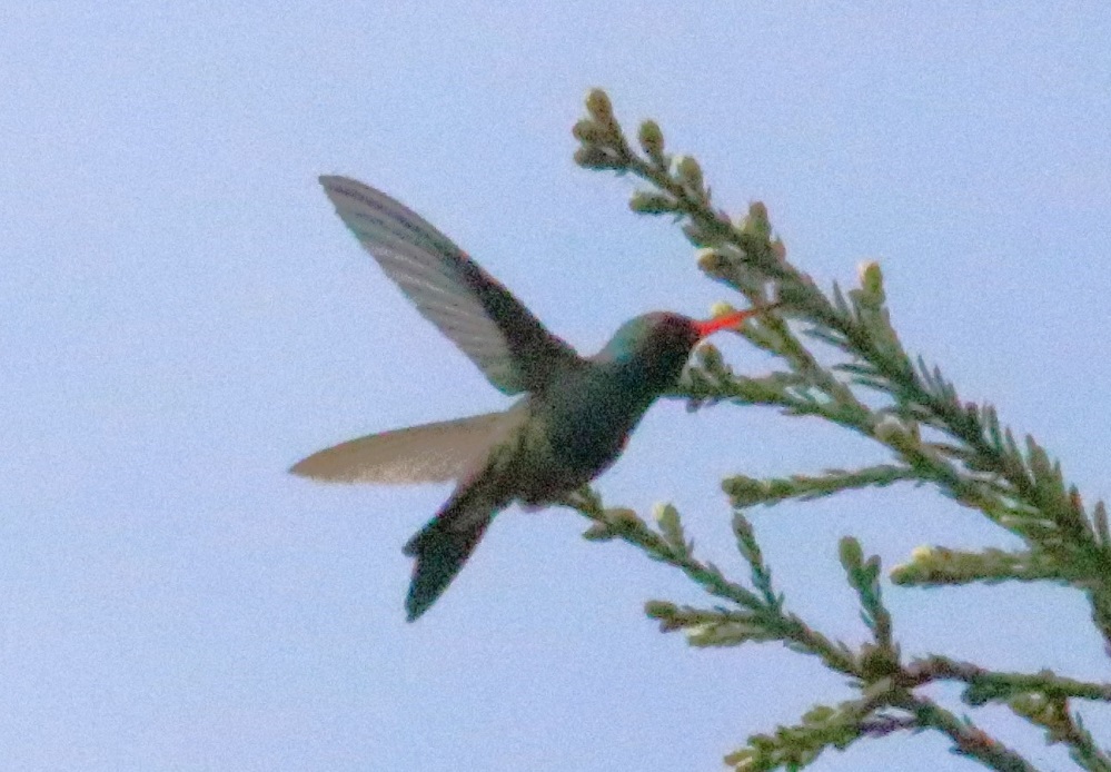 アカハシハチドリ【No.3331】