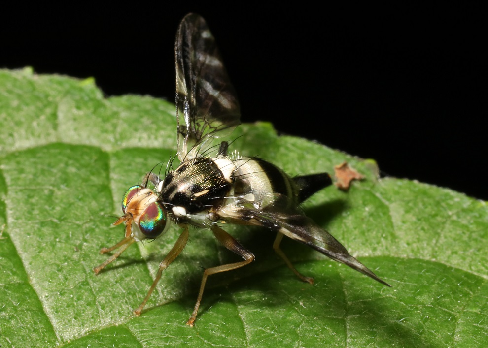 ミツボシマダラミバエ【No.2146】