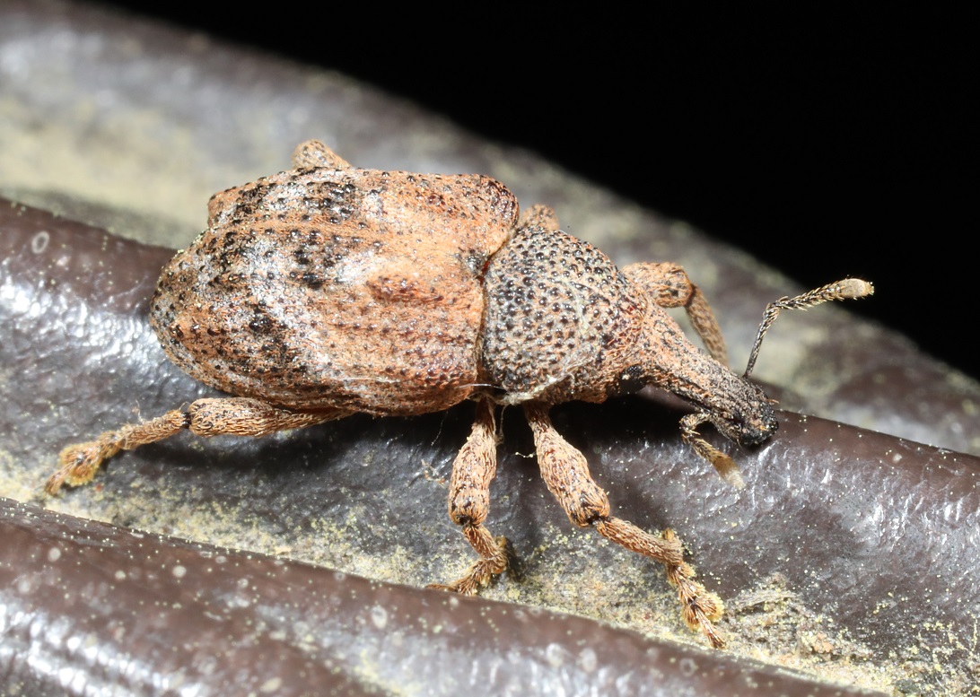 アカコブコブゾウムシ【No.2089】