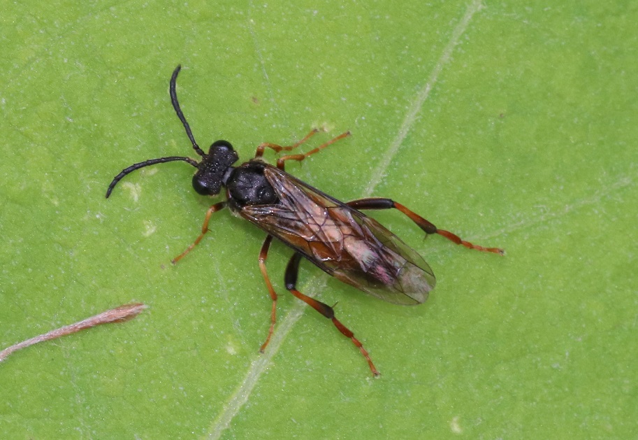 ニホンコシアカハバチ【No.2061】