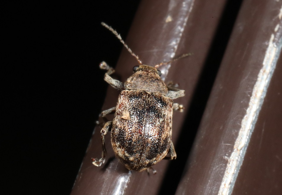 クロオビカサハラハムシ【No.2064】